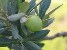 olivep.jpg